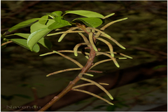 Excoecaria agallocha